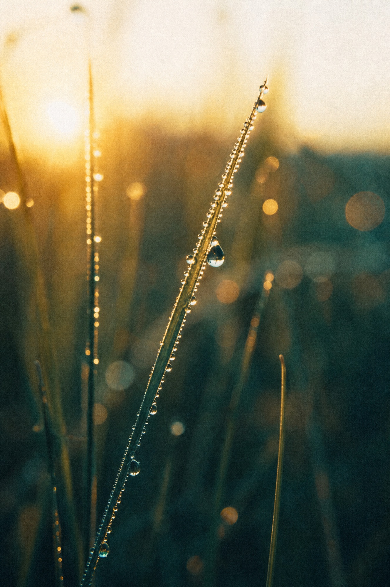 Meadow grass at first light, dew catching the sun